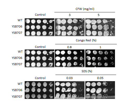 Cell wall stress phenotype for CNAG_03279T0