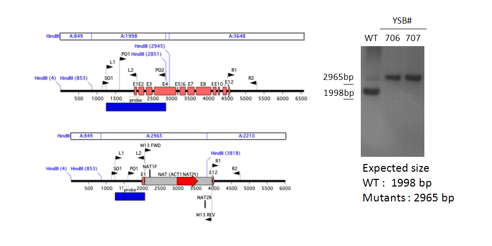 Gene disruption strategy for CNAG_03279T0