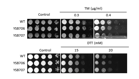ER stress phenotype for CNAG_03279T0