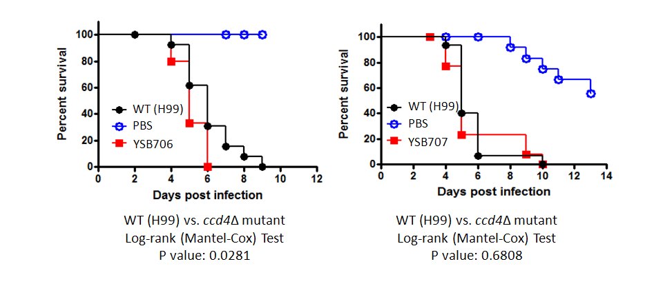 Galleria mellonella virulence data for CNAG_03279T0