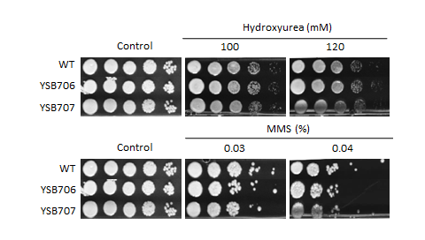 Genotoxic stress phenotype for CNAG_03279T0