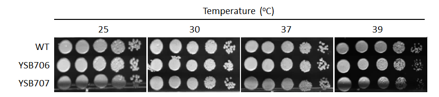 Growth phenotype for CNAG_03279T0