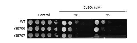 Heavy metal stress phenotype for CNAG_03279T0