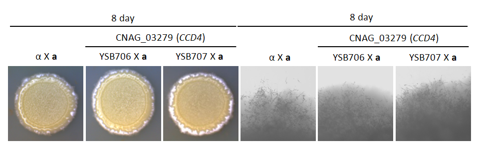 Mating phenotype for CNAG_03279T0