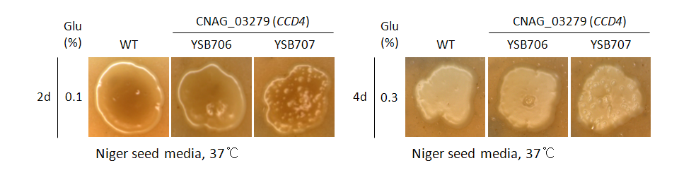 Melanin phenotype for CNAG_03279T0