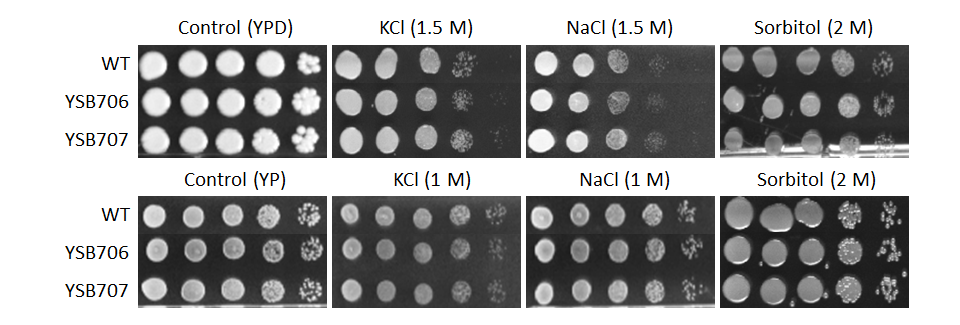Osmotic stress phenotype for CNAG_03279T0
