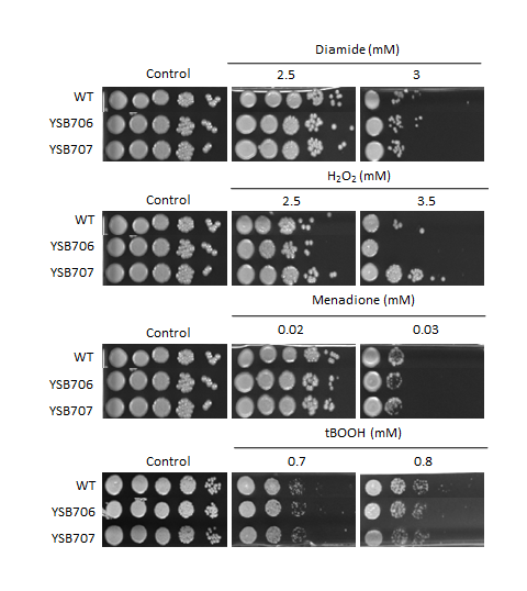 Oxidative stress phenotype for CNAG_03279T0
