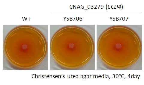 Urease phenotype for CNAG_03279T0