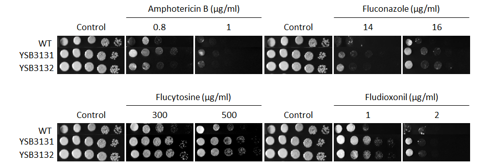 Antifungal drug susceptibility for CNAG_03336T0