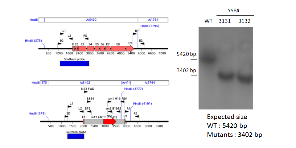 Gene disruption strategy for CNAG_03336T0
