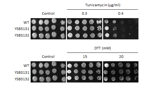 ER stress phenotype for CNAG_03336T0