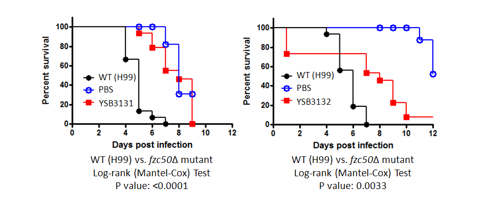 Galleria mellonella virulence data for CNAG_03336T0