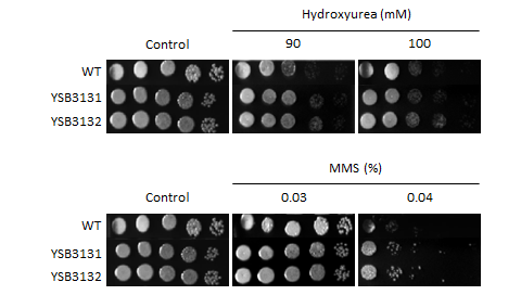 Genotoxic stress phenotype for CNAG_03336T0