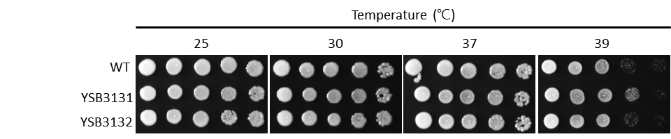 Growth phenotype for CNAG_03336T0