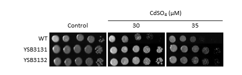 Heavy metal stress phenotype for CNAG_03336T0