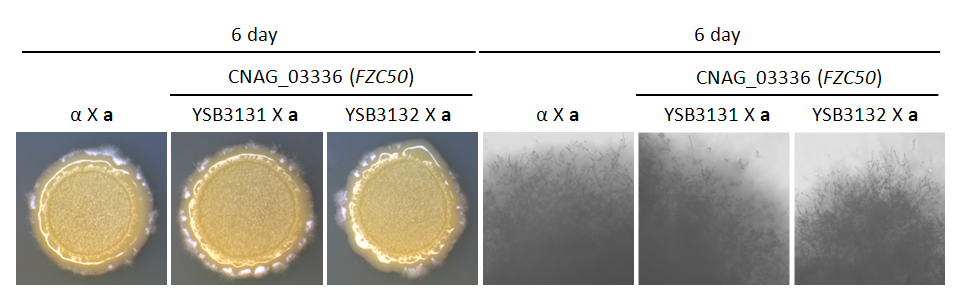 Mating phenotype for CNAG_03336T0