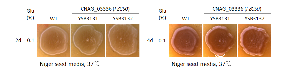 Melanin phenotype for CNAG_03336T0