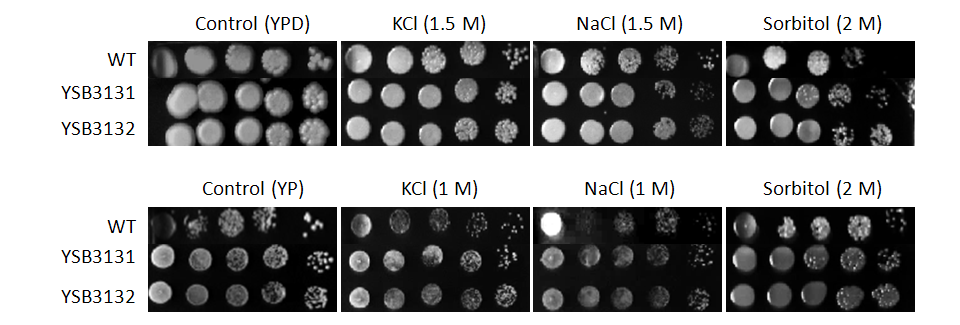 Osmotic stress phenotype for CNAG_03336T0