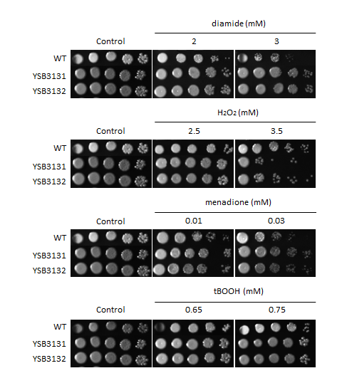 Oxidative stress phenotype for CNAG_03336T0