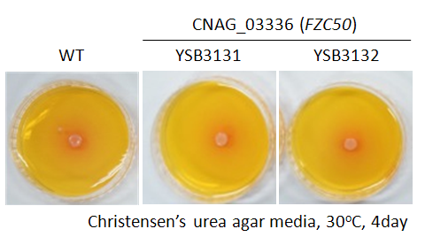 Urease phenotype for CNAG_03336T0