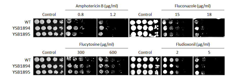Antifungal drug susceptibility for CNAG_03346T0