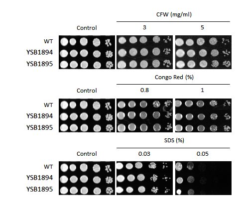 Cell wall stress phenotype for CNAG_03346T0