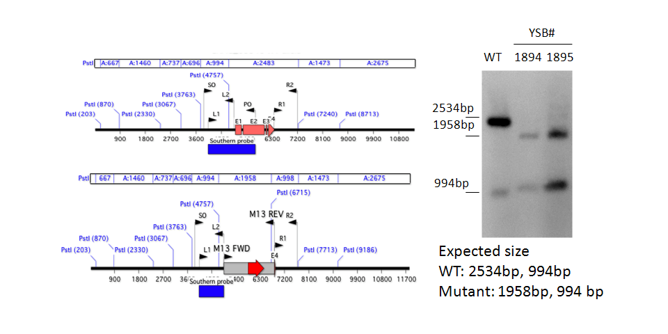 Gene disruption strategy for CNAG_03346T0