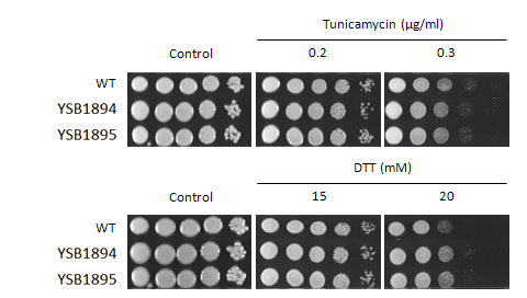 ER stress phenotype for CNAG_03346T0