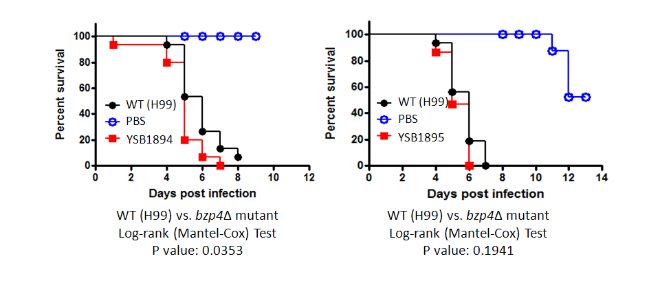 Galleria mellonella virulence data for CNAG_03346T0