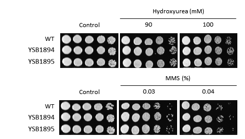 Genotoxic stress phenotype for CNAG_03346T0