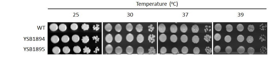 Growth phenotype for CNAG_03346T0