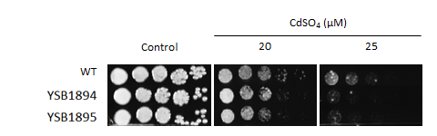 Heavy metal stress phenotype for CNAG_03346T0