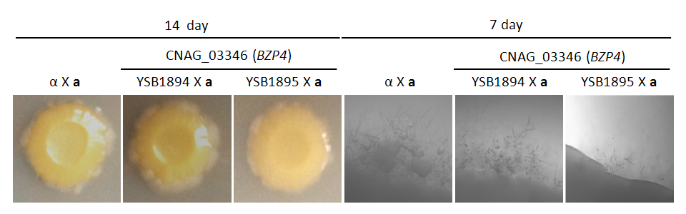 Mating phenotype for CNAG_03346T0