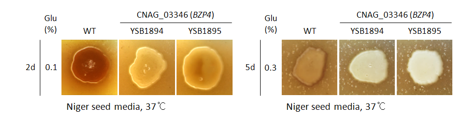 Melanin phenotype for CNAG_03346T0