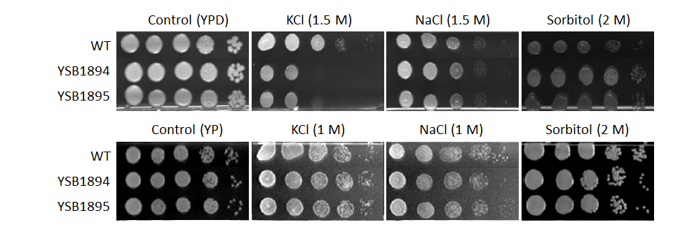 Osmotic stress phenotype for CNAG_03346T0