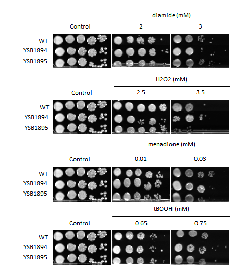 Oxidative stress phenotype for CNAG_03346T0