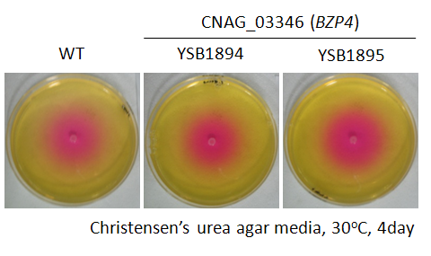 Urease phenotype for CNAG_03346T0
