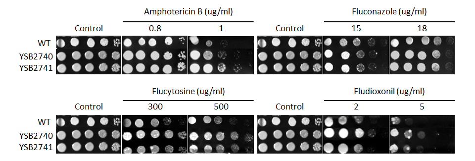 Antifungal drug susceptibility for CNAG_03366T1