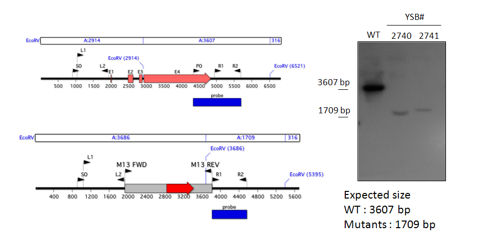 Gene disruption strategy for CNAG_03366T1