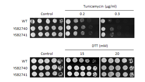 ER stress phenotype for CNAG_03366T1