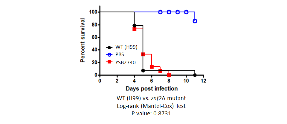 Galleria mellonella virulence data for CNAG_03366T1