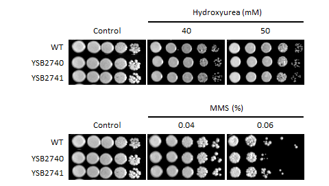 Genotoxic stress phenotype for CNAG_03366T1