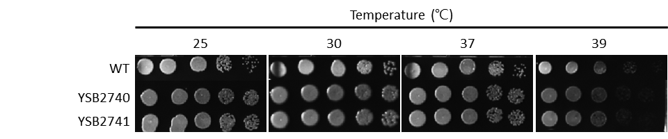 Growth phenotype for CNAG_03366T1