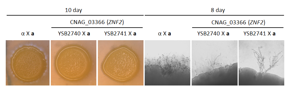 Mating phenotype for CNAG_03366T1