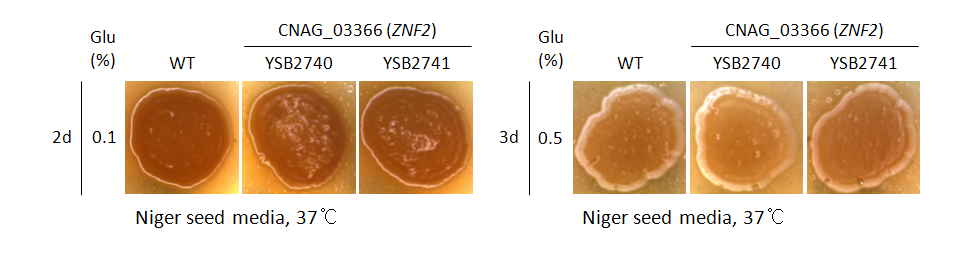 Melanin phenotype for CNAG_03366T1