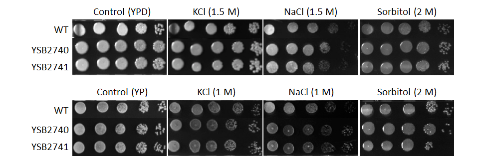 Osmotic stress phenotype for CNAG_03366T1