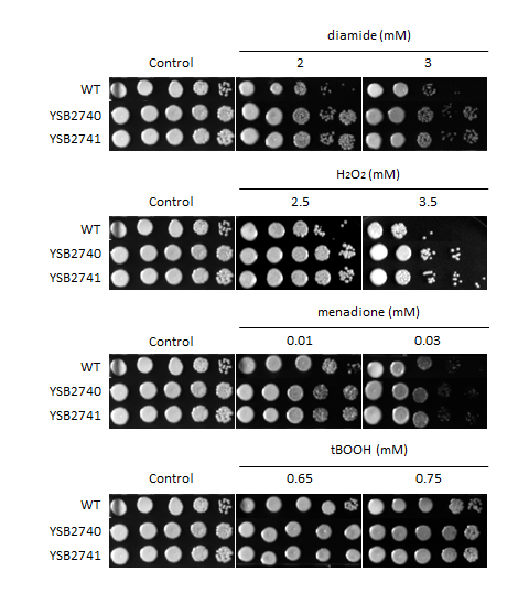 Oxidative stress phenotype for CNAG_03366T1