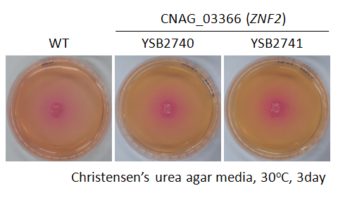 Urease phenotype for CNAG_03366T1