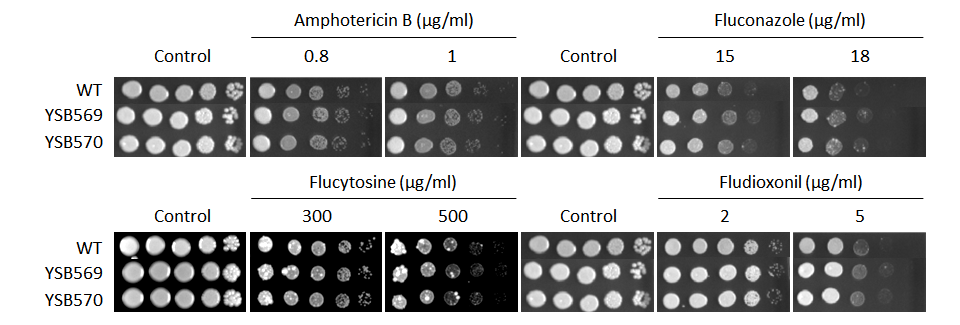 Antifungal drug susceptibility for CNAG_03401T0