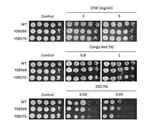 Cell wall stress phenotype for CNAG_03401T0